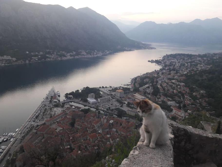2Br Apartment With Pool Kotor Exterior photo